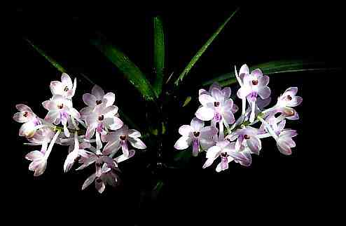 Ascocentrum christensonianum